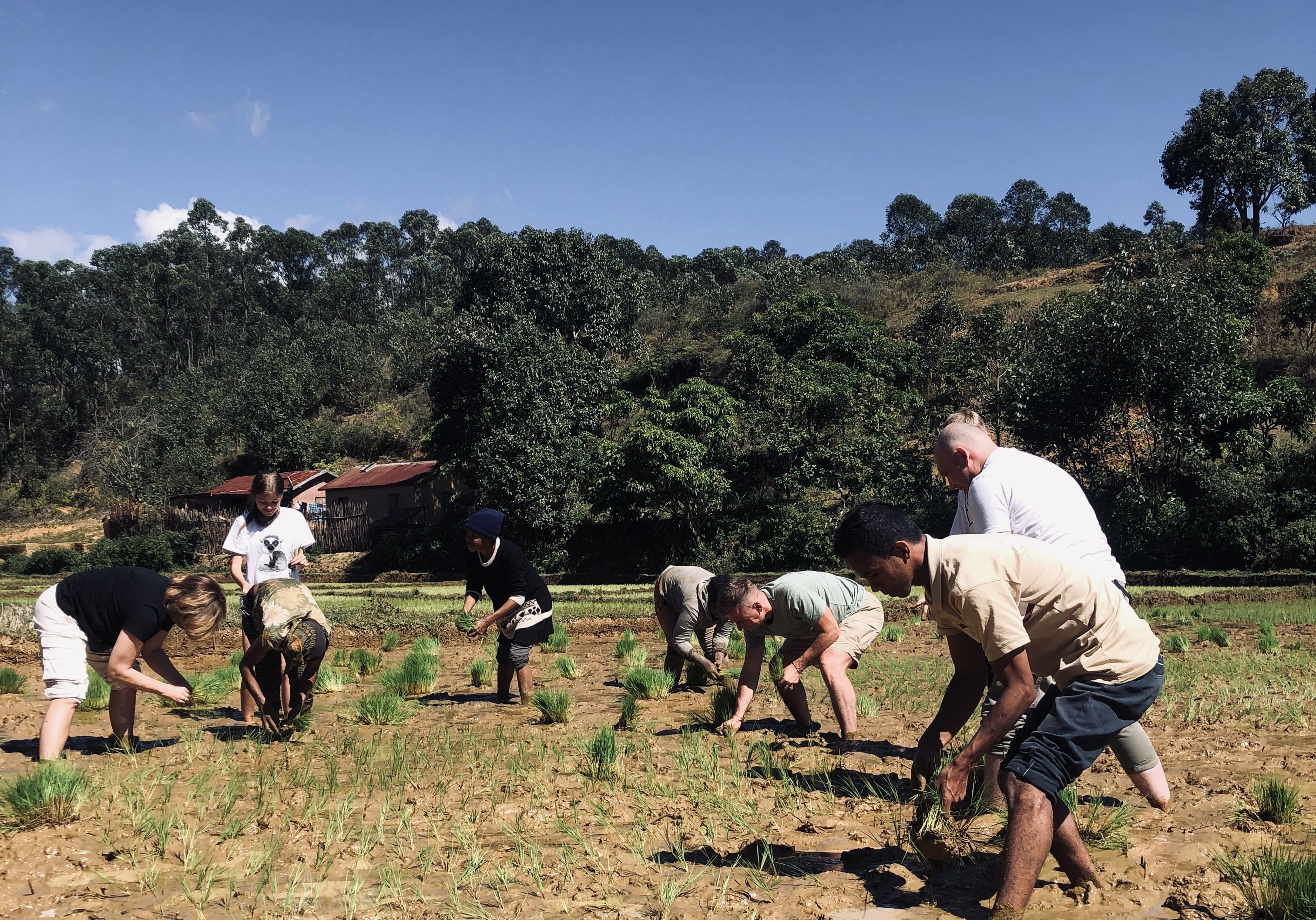 Madagascar culture tour - Local village - Rice fields