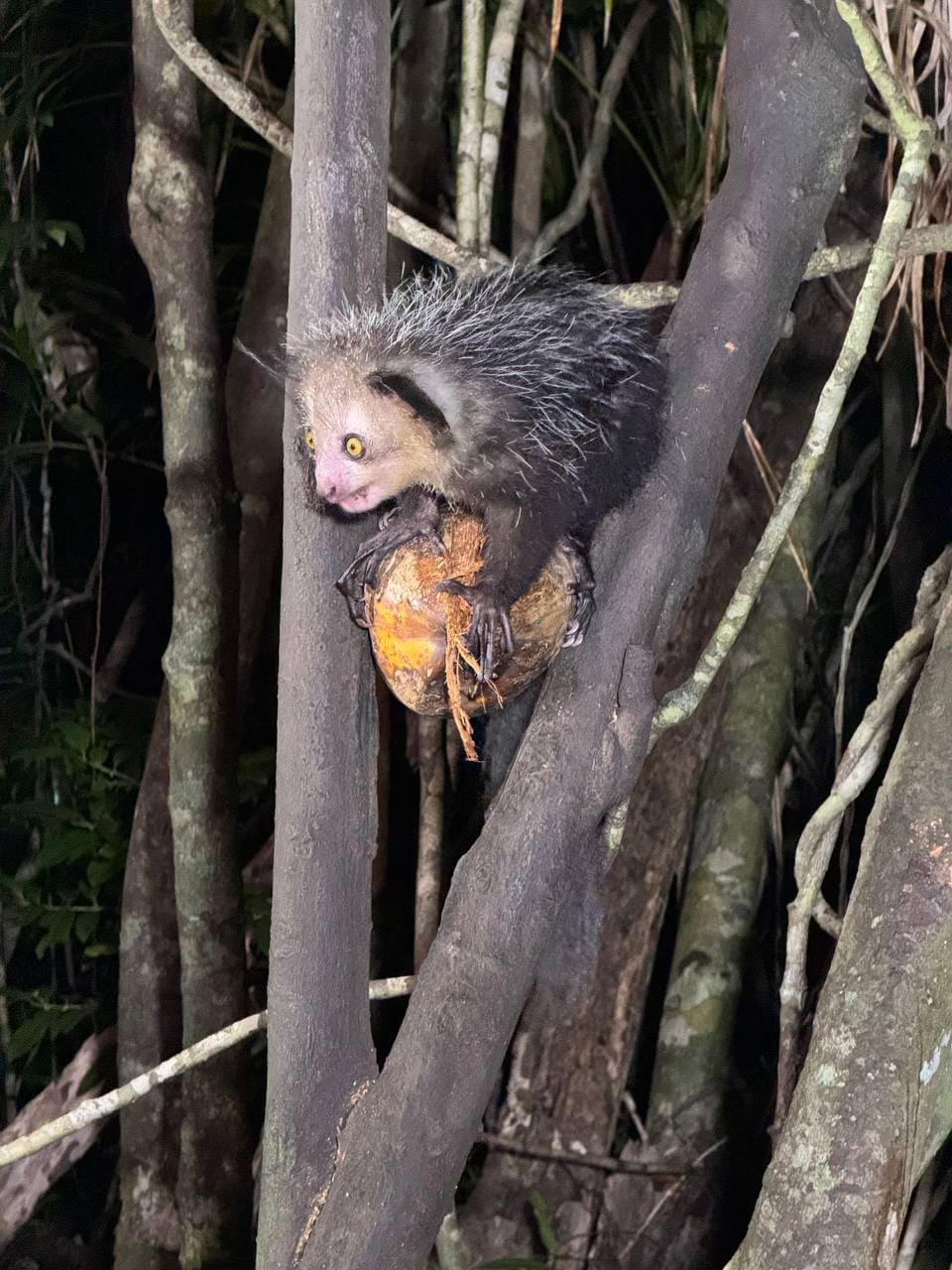 Aye aye nocturnal lemur - Madagascar rare species night walk
