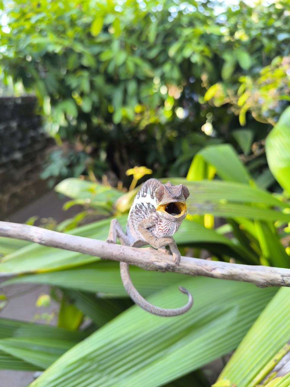 Chameleon - Madagascar endemic reptile - Rainforest - Wildlife
