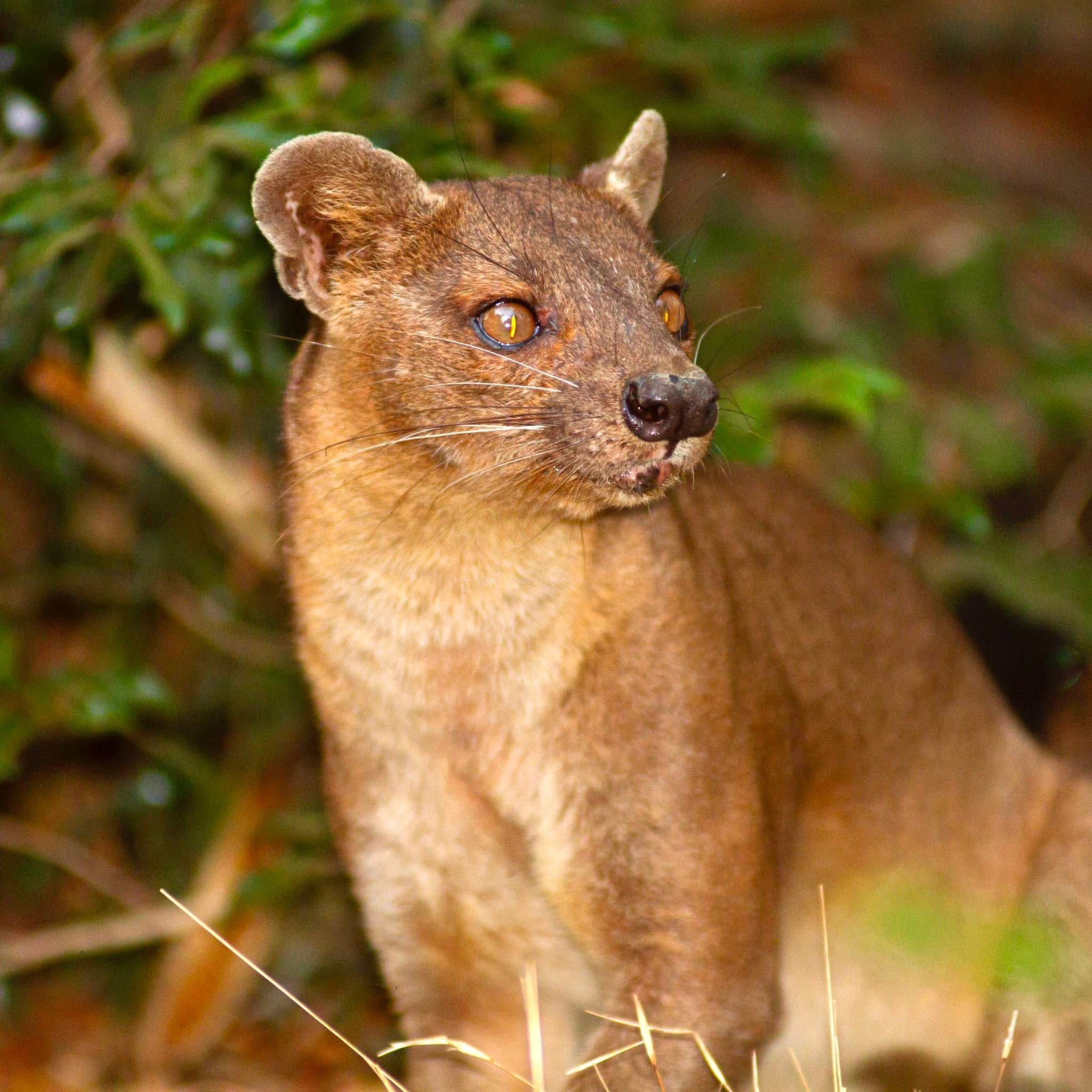 Fossa predator - Madagascar wildlife - Endemic animal