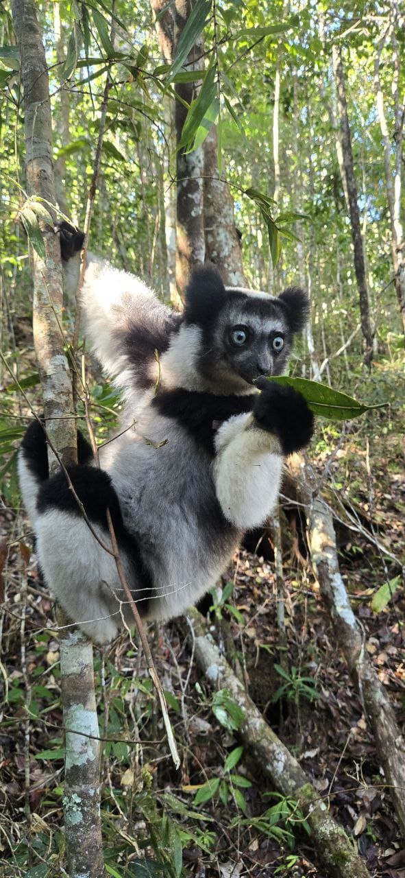 Indri Indri lemur Andasibe rainforest - Madagascar wildlife