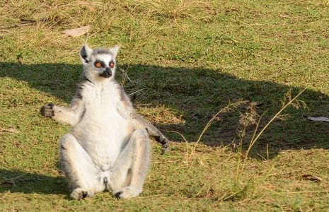 Ring tailed lemur - Madagascar wildlife - King Julian species