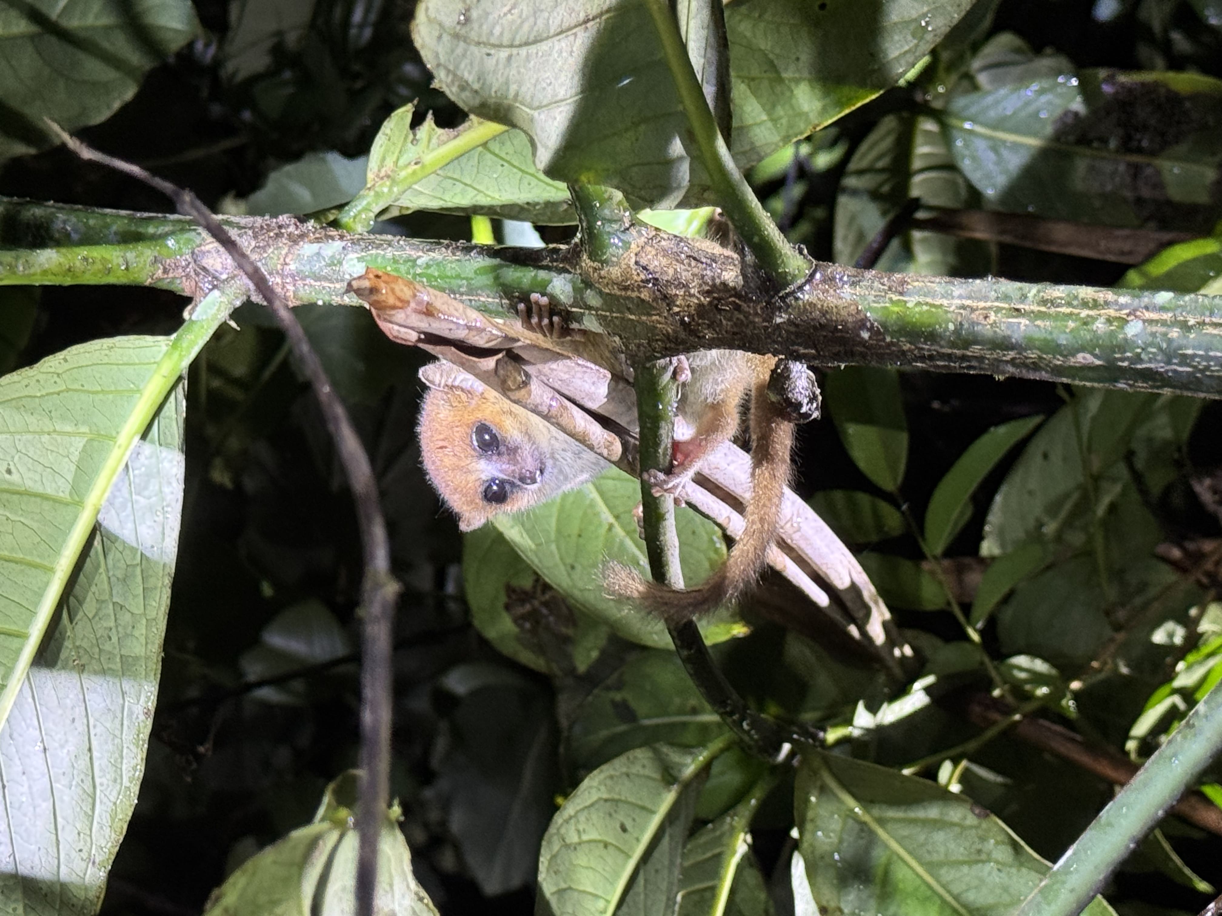 Mouse lemur Microcebus - Madagascar smallest primate - night safari