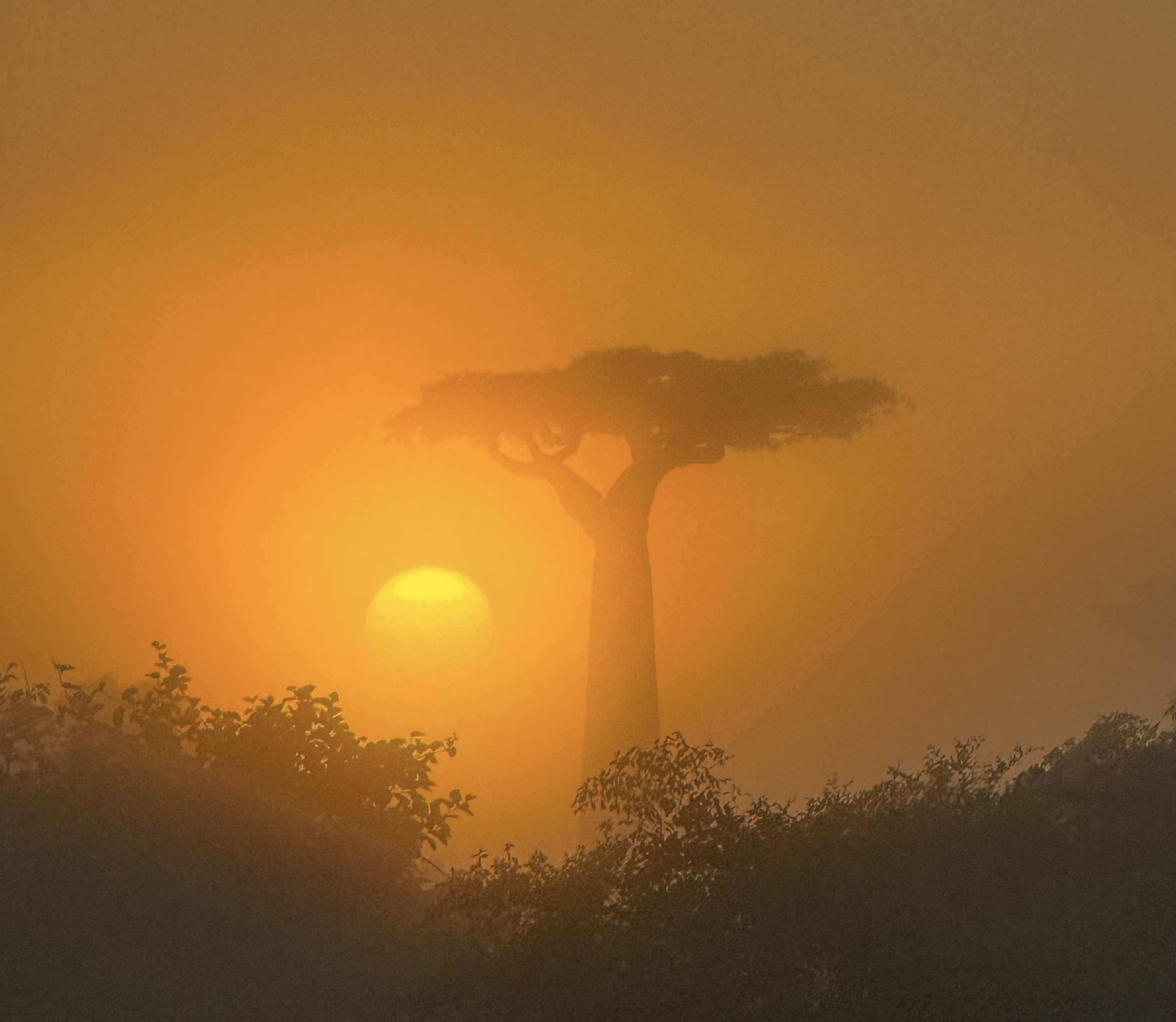 Avenue of the Baobabs -  Sunset Morondava - Madagascar iconic landscape