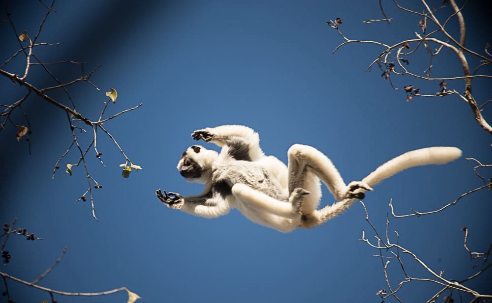 Sifaka lemur jumping - Madagascar wildlife national park